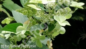 hortensja bukietowa 'Unique' - Hydrangea paniculata 'Unique' 