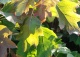 hortensja dębolistna - Hydrangea quercifolia 