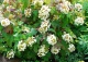 hortensja dębolistna - Hydrangea quercifolia 