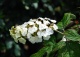 hortensja dębolistna SNOW QUEEN 'Flemygea' - Hydrangea quercifolia SNOW QUEEN 'Flemygea' 