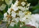 hortensja dębolistna 'Snowflake' - Hydrangea quercifolia 'Snowflake' 