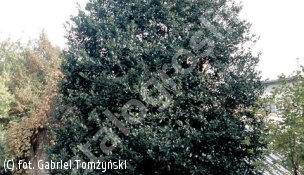 ostrokrzew kolczasty - Ilex aquifolium 