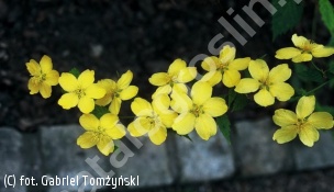 złotlin japoński - Kerria japonica 