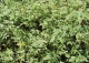 złotlin japoński 'Picta' - Kerria japonica 'Picta' 