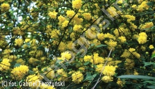 złotlin japoński 'Pleniflora' - Kerria japonica 'Pleniflora' 