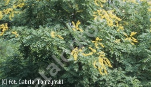 mydleniec wiechowaty - Koelreuteria paniculata 