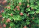 wiciokrzew Browna 'Dropmore Scarlet' - Lonicera ×brownii 'Dropmore Scarlet' 