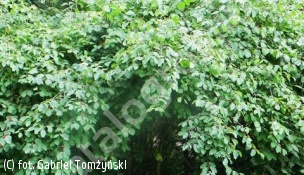 suchodrzew pospolity - Lonicera xylosteum 