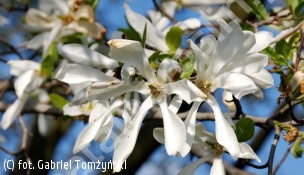 magnolia japońska - Magnolia kobus 
