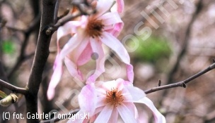magnolia Loebnera 'Leonard Messel' - Magnolia ×loebneri 'Leonard Messel' 
