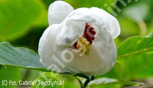 magnolia Siebolda - Magnolia sieboldii 