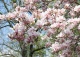 magnolia Soulange'a 'Speciosa' - Magnolia ×soulangeana 'Speciosa' 