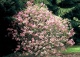 magnolia 'Susan' - Magnolia 'Susan' 