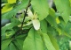 magnolia parasolowata - Magnolia tripetala 
