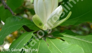 magnolia parasolowata - Magnolia tripetala 