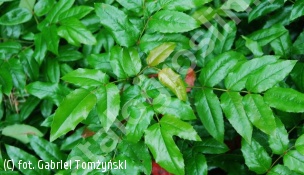 mahonia pospolita - Mahonia aquifolium 