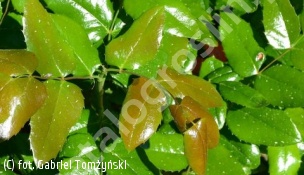 mahonia pospolita - Mahonia aquifolium 