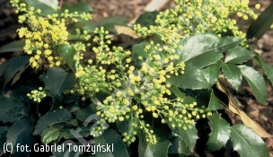 mahonia pospolita 'Apollo' - Mahonia aquifolium 'Apollo' 