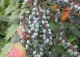 mahonia japońska - Mahonia japonica 