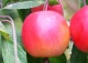 jabłoń 'Rogów' - Malus 'Rogów' 