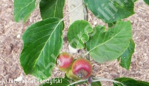 jabłoń Tschonoskiego - Malus tschonoskii 