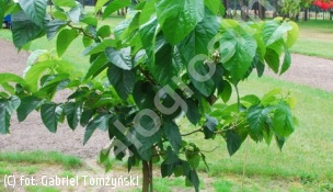 morwa szerokolistna 'Spirata' - Morus latifolia 'Spirata' 
