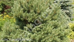 sosna pospolita 'Sandringham' - Pinus sylvestris 'Sandringham' 
