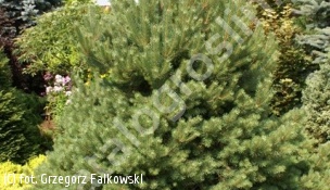 sosna pospolita 'Sandringham' - Pinus sylvestris 'Sandringham' 