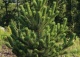 sosna czarna 'Oregon Green' - Pinus nigra 'Oregon Green' 