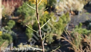 parczelina trójlistkowa 'Aurea' - Ptelea trifoliata 'Aurea' 