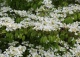 kalina japońska forma płodna - Viburnum plicatum f. tomentosum 