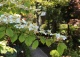 kalina japońska forma płodna - Viburnum plicatum f. tomentosum 