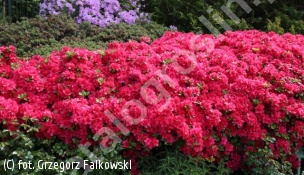 azalia 'Maraschino' - Rhododendron 'Maraschino' 