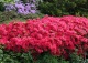 azalia 'Maraschino' - Rhododendron 'Maraschino' 