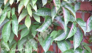 winobluszcz himalajski odm. czerwonolistna - Parthenocissus himalayana var. rubrifolia 