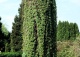 winobluszcz pięciolistkowy 'Engelmannii' - Parthenocissus quinquefolia var. engelmannii 