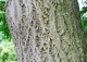 korkowiec amurski - Phellodendron amurense 