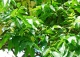 korkowiec amurski - Phellodendron amurense 