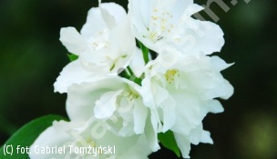 jaśminowiec 'Bouquet Blanc' - Philadelphus 'Bouquet Blanc' 
