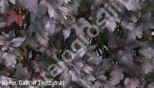 pęcherznica kalinolistna 'Diabolo' - Physocarpus opulifolius 'Diabolo' 
