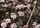 pęcherznica kalinolistna  LITTLE DEVIL 'Donna May' - Physocarpus opulifolius LITTLE DEVIL 'Donna May' PBR