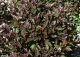pęcherznica kalinolistna  LITTLE DEVIL 'Donna May' - Physocarpus opulifolius LITTLE DEVIL 'Donna May' PBR