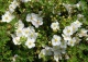pięciornik krzewiasty 'Abbotswood' - Potentilla fruticosa 'Abbotswood' 