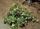 pięciornik krzewiasty 'Elizabeth' - Potentilla fruticosa 'Elizabeth' 