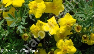 pięciornik krzewiesty 'Goldteppich' - Potentilla fruticosa 'Goldteppich' 
