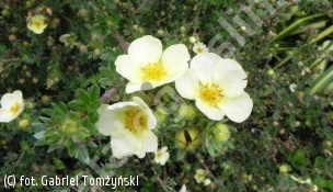 pięciornik krzewiasty 'Primrose Beauty' - Potentilla fruticosa 'Primrose Beauty' 