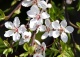 śliwa wiśniowa 'Hessei' - Prunus cerasifera 'Hessei' 