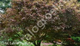 śliwa wiśniowa 'Hessei' - Prunus cerasifera 'Hessei' 