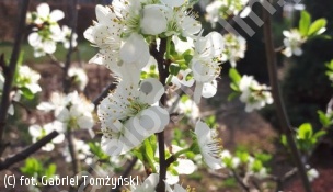 wiśnia 'Łutówka' - Prunus cerasus 'Łutówka' 