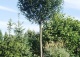 wiśnia pospolita 'Umbraculifera' - Prunus cerasus 'Umbraculifera' 
